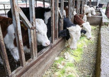 Buca Belediyesi hayvancılığın kaderini değiştiriyor